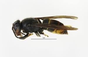 Asian hornet specimen