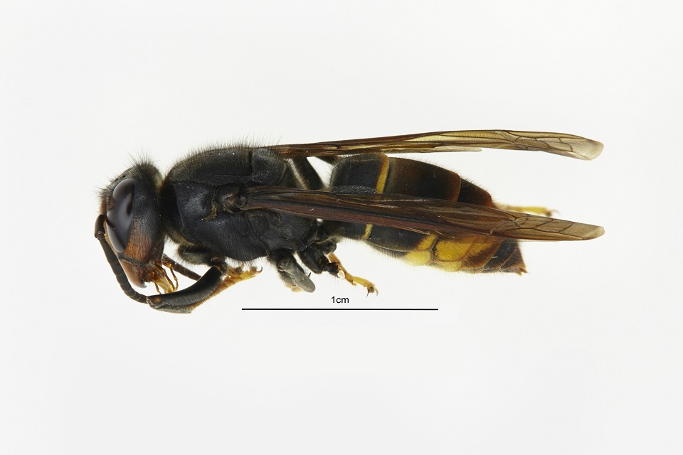 Asian hornet outbreak contained in Gloucestershire and Somerset