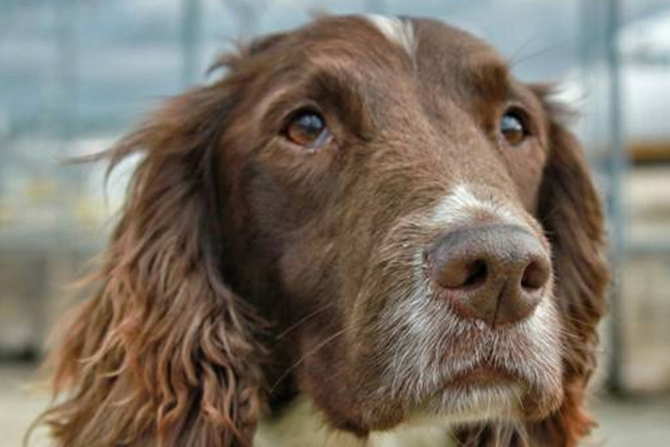 Border Force dog prevents more than 100 drug smuggling attempts