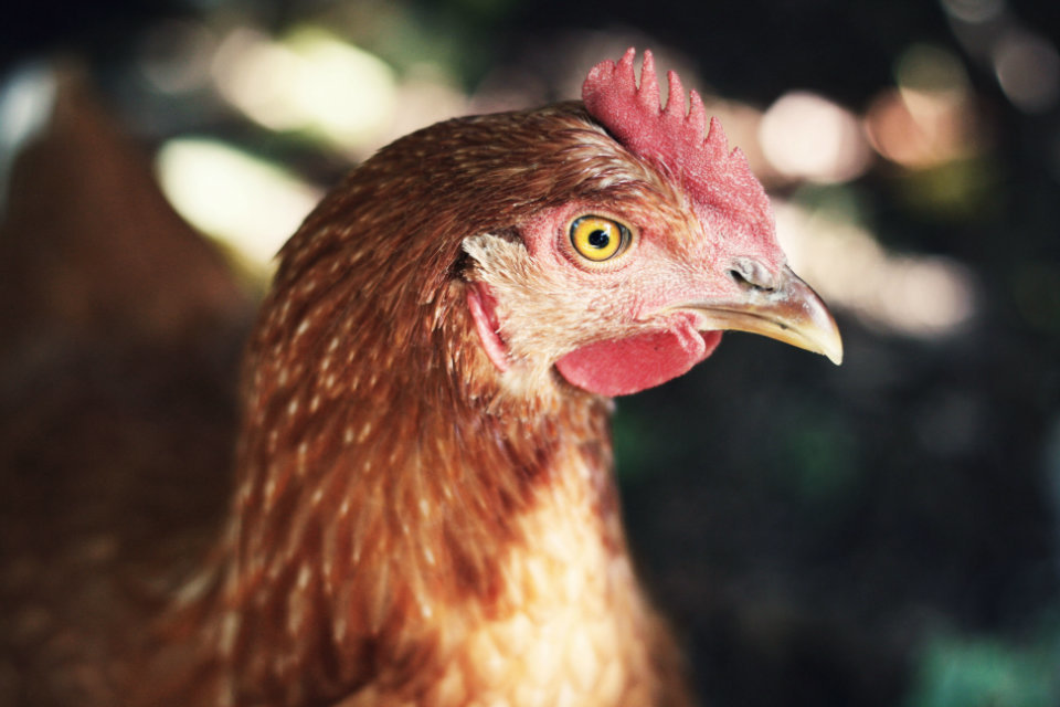 The chicken and the egg: GLD Lawyers work on the bird flu outbreak