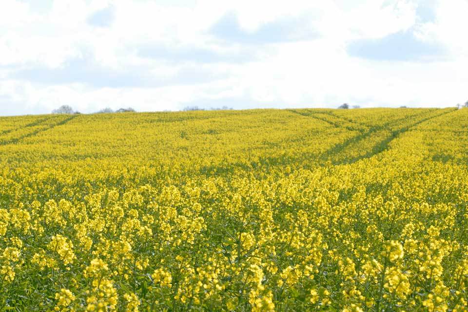 Latest information on applying for Basic Payment Scheme 2015