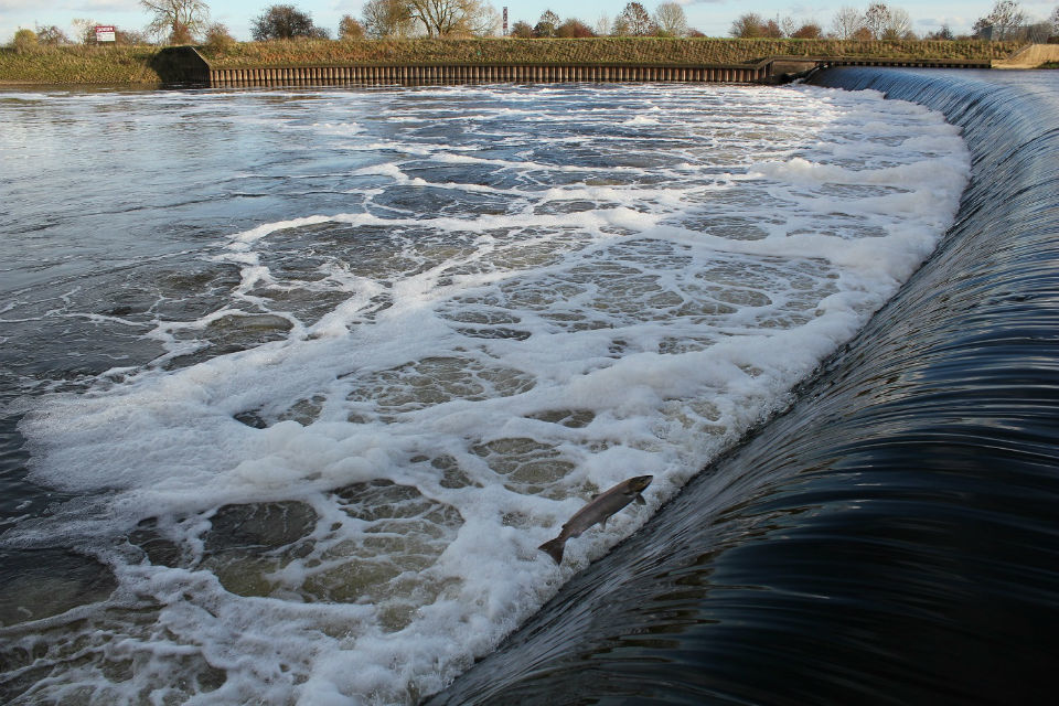Salmon fishing season in Trent catchment area to come to a close