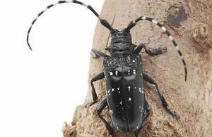 Picture of Citrus Longhorn Beetle