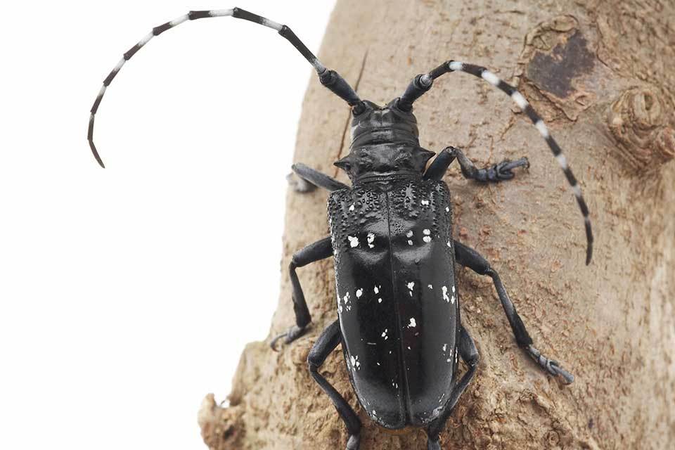 Christmas holidaymakers remember: don't bring back a bug in your bags