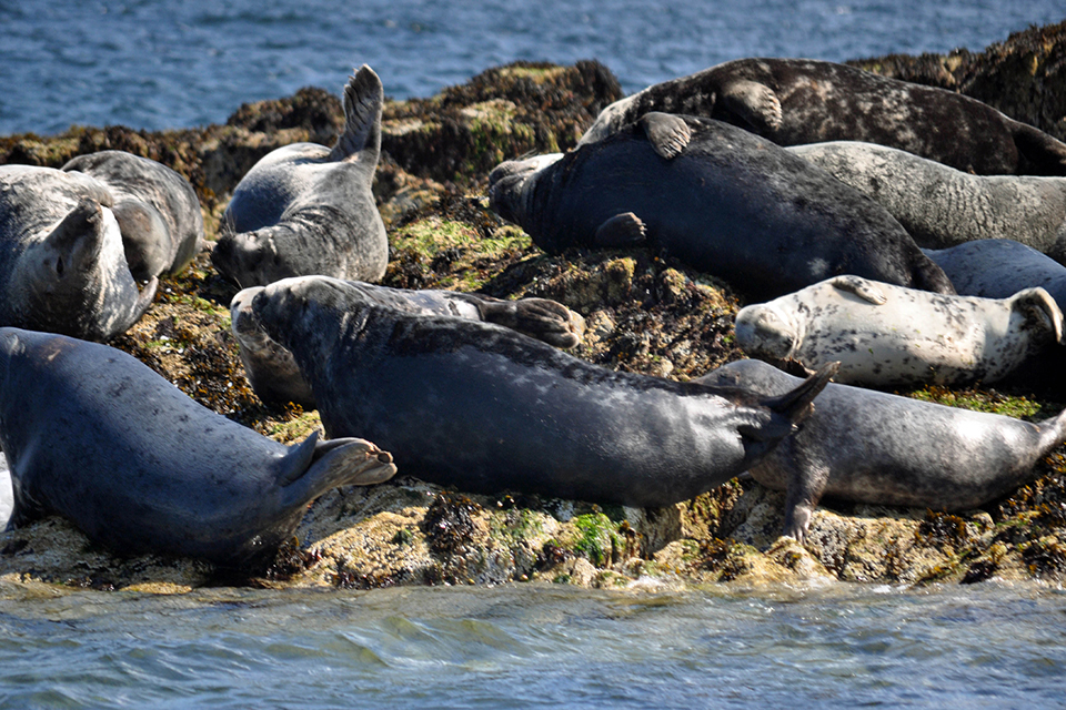 Research into seal deaths