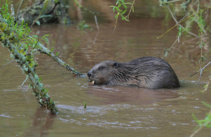 A beaver swimming along a river in Devon