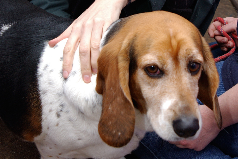 New plans to crack down on backstreet puppy breeders