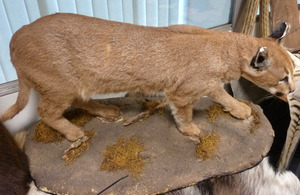 A stuffed bobcat