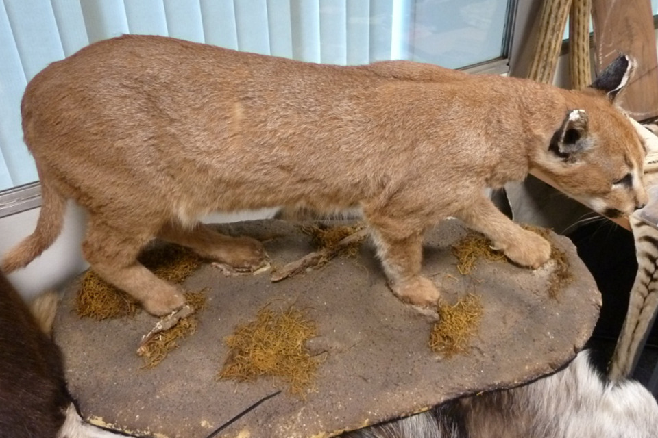 Stopping wildlife crime at the border