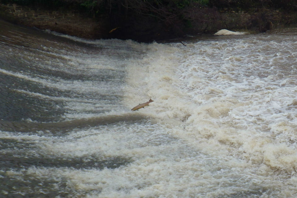 Signs of a salmon resurgence on Somerset river