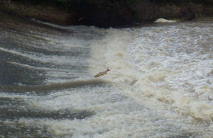 A salmon in mid-leap on the River Tone in Taunton