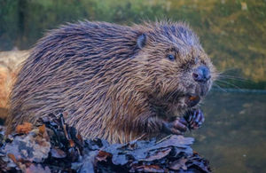 Beavers are set to be released in the Forest of Dean.