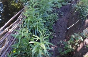 Willow spiling protects banks from erosion