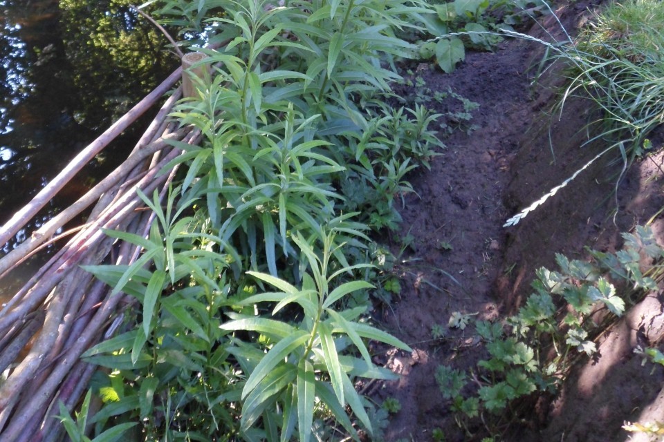 Safe haven created for native species on Leeds stream