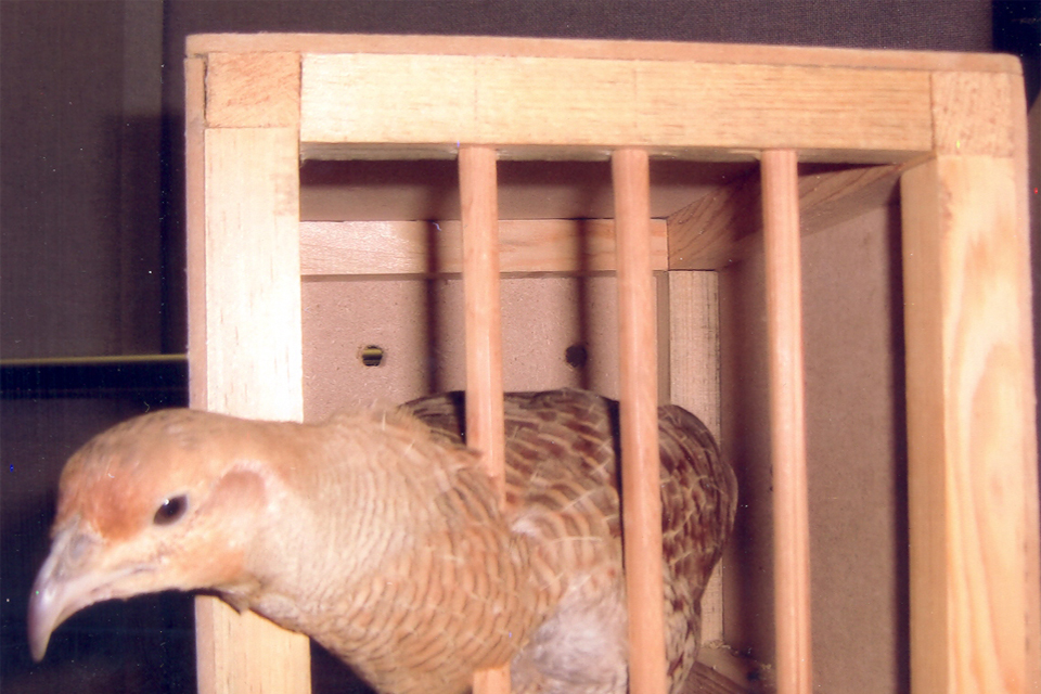 The birds were placed in individual cages inside suitcases