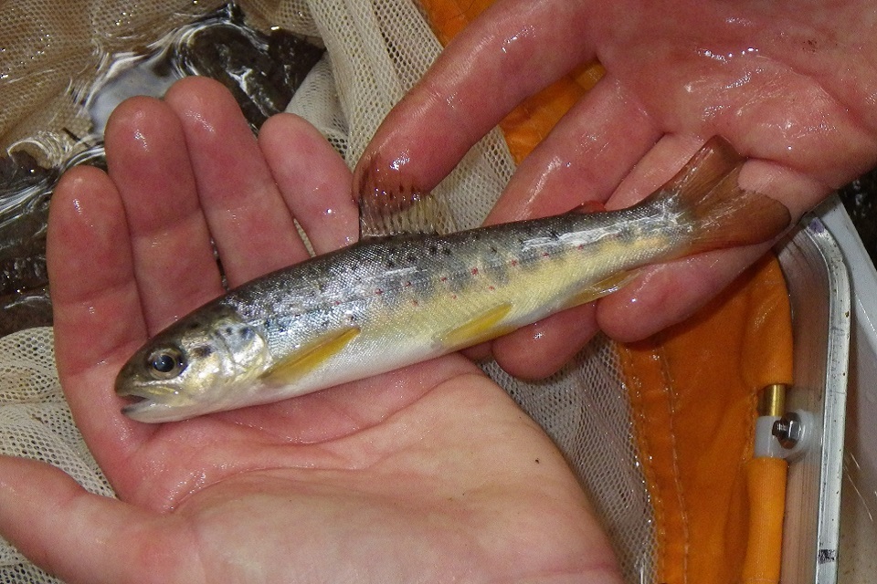 Fish find shows mine water scheme is reaping rewards