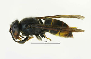 An example of an Asian hornet.