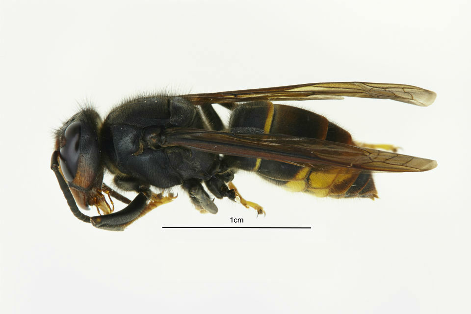 Asian hornet identified in Devon