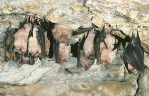 Greater horseshoe bats © Mike Hamnett