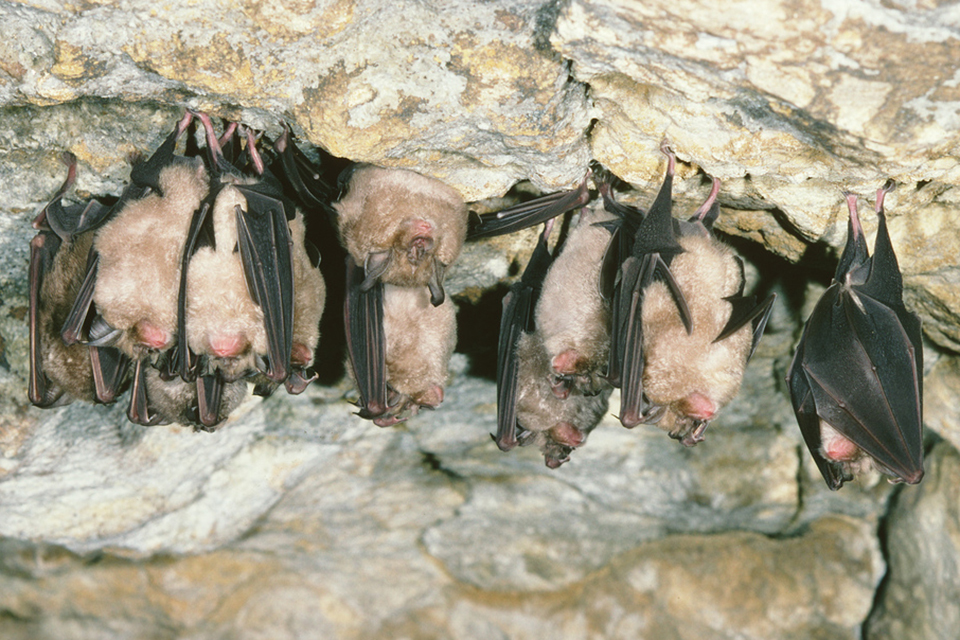 Bats and churches to benefit thanks to National Lottery