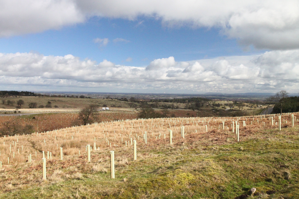 New woodland creation at Catterick training area