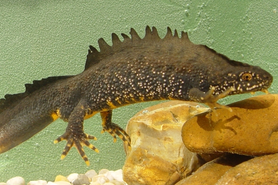 Pilot project aims to help great crested newts