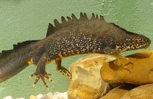 Great crested newt