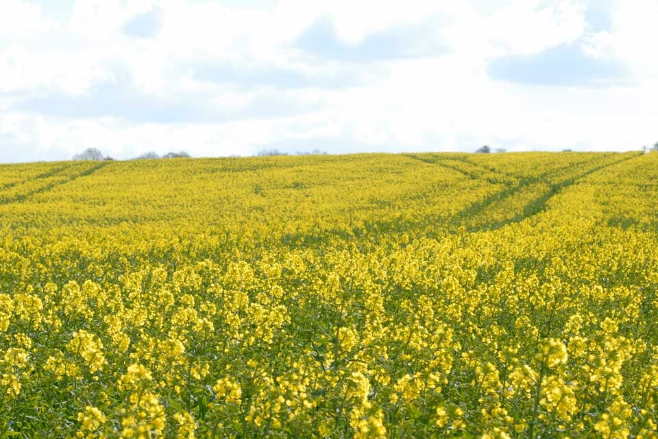 Owen Paterson calls for GM businesses to come to UK