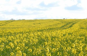 Field of rape seed in flower