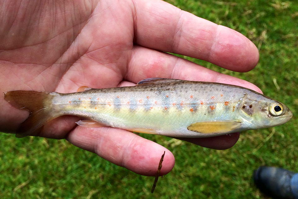 First spawned salmon found in River Dearne for 150 years