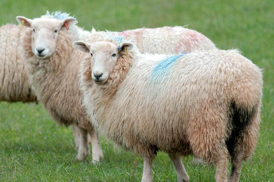 Bluetongue risk: farmers urged to remain vigilant