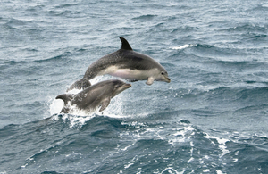 Bottle nosed dolphins jumping