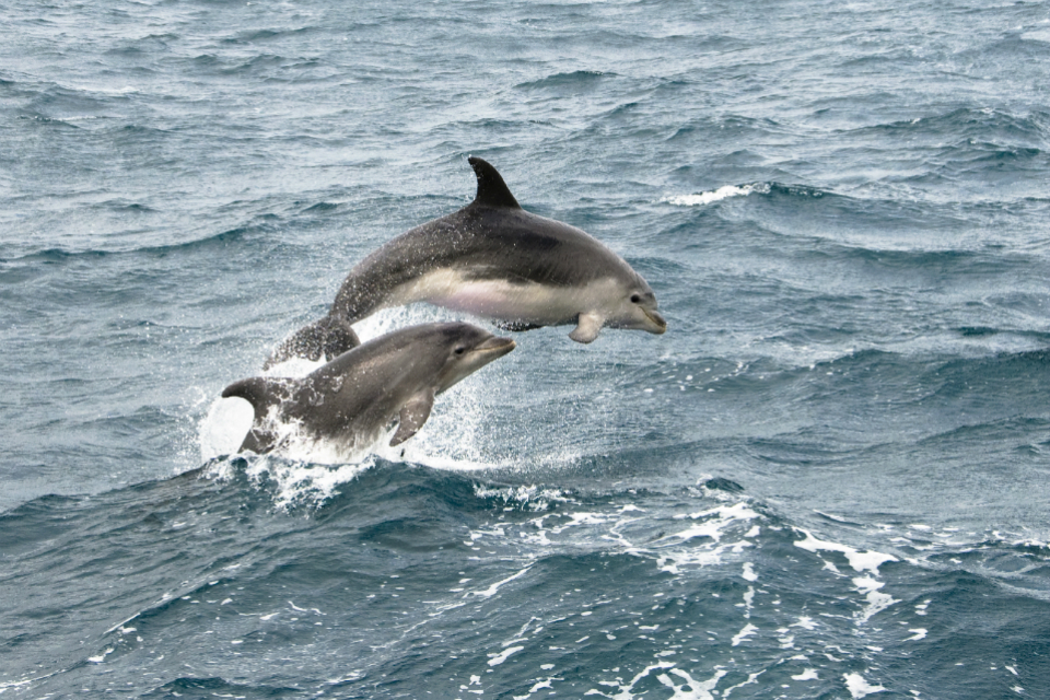 Boat operators reminded of rules on protected marine mammals