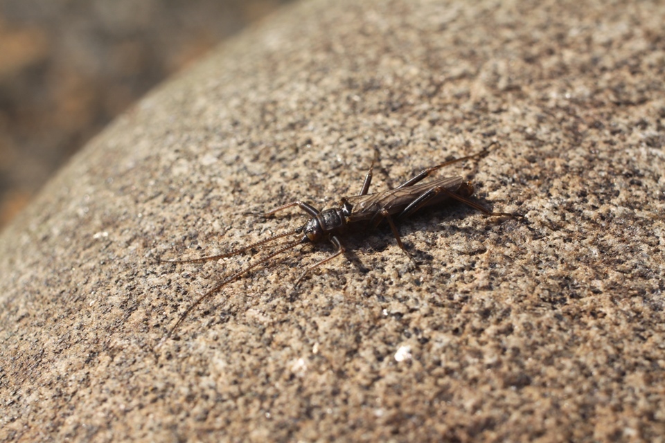 Reports highlight concerns for Britain’s leaf beetles and stoneflies