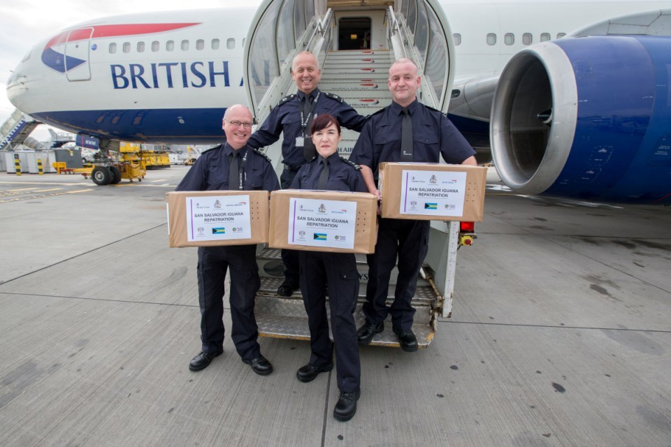 Smuggled iguanas returned home by Border Force