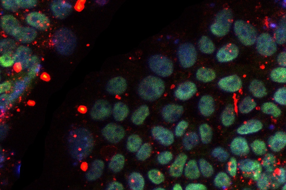 New case study shows how MHRA advised the Cell Therapy Catapult about emerging regulatory requirements