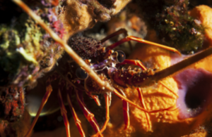 European Spiny Lobster