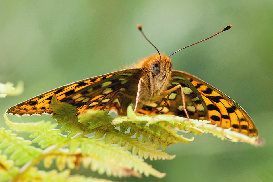Reports identify where wildlife can survive in a changing climate