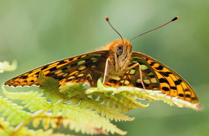 High brown fritillary (Argynnis adippe). © Phil Corley