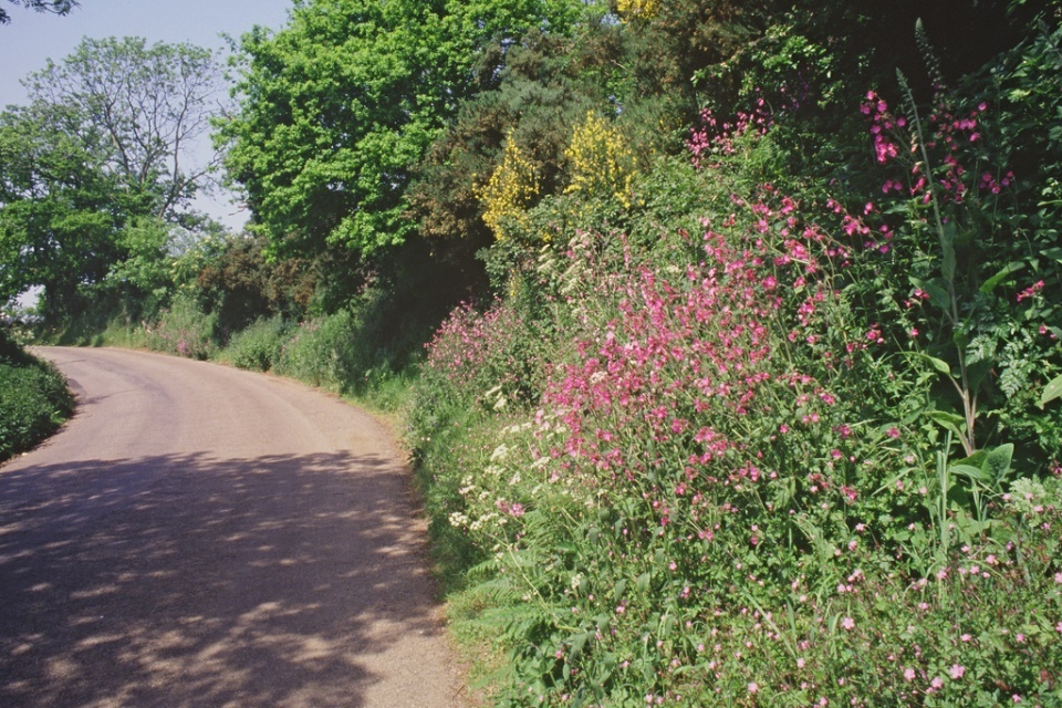 Greener transport network to provide highways for wildlife