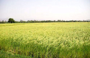 Ashoka rice thrives in an upland field in Jharkhand, India.