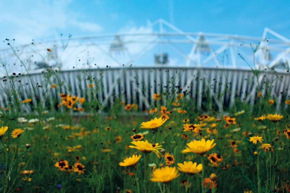 Meadow at London 2012 Olympic stadium