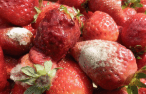 Rotten strawberries