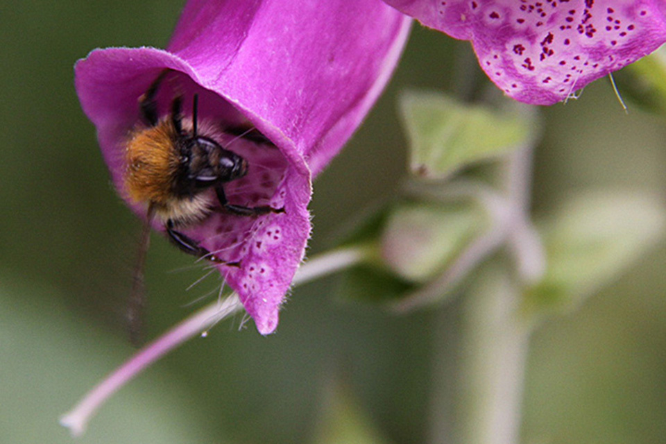 Bees' needs: public urged to support pollinators