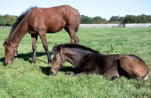 Two horses in a field