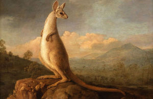 George Stubbs' Kangarou