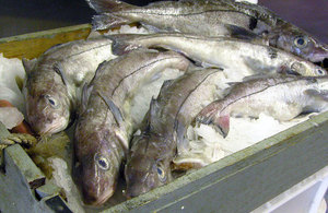 Box of haddock