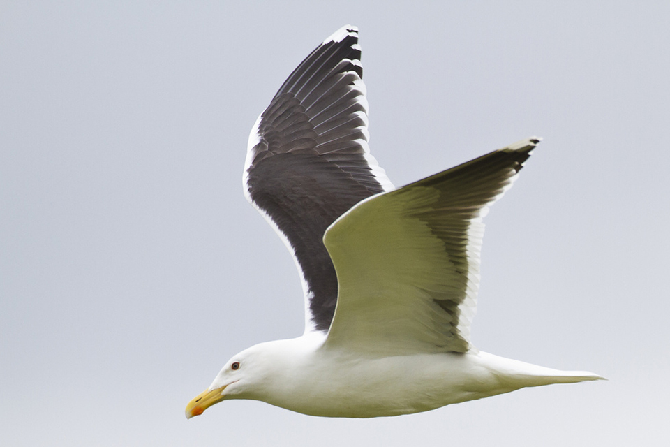 Revisions to wildlife licences effective from 1 January 2015