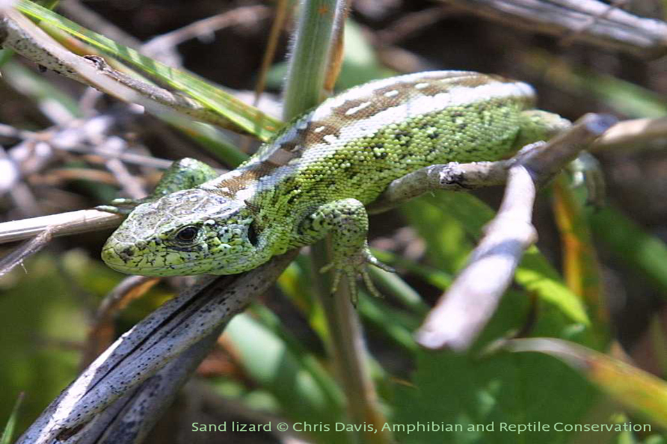 Bringing England’s wildlife ‘back from the brink’ of extinction