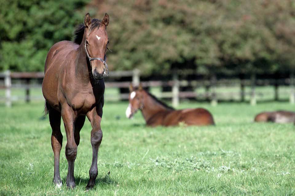 £10 million Chinese thoroughbred horse deal announced
